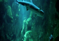 Inside the shark tank of the aquarium in La Rochelle